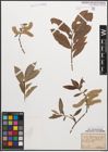 Foto von Salix caprea L. x Salix purpurea L.